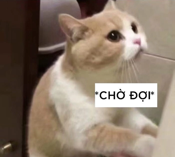 meme mèo ngồi chờ