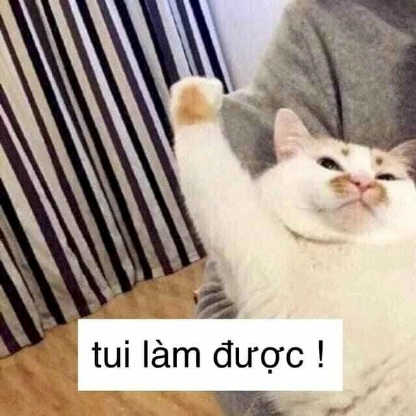 meme mèo trắng giơ tay