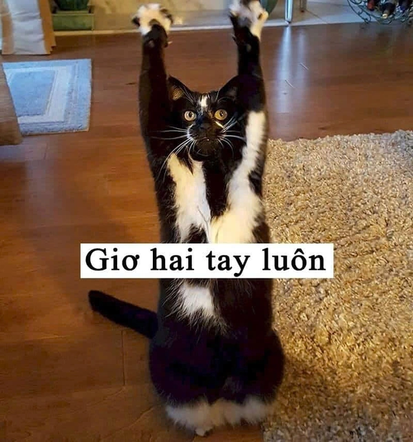 meme mèo troll giơ tay