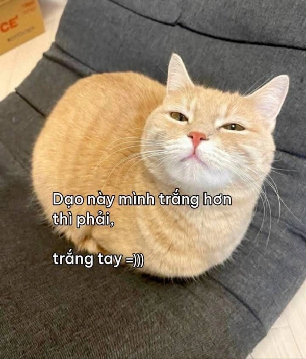 meme sạch ví