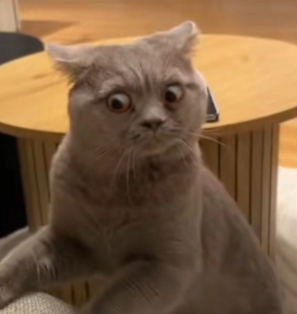 meme sợ hãi bất ngờ