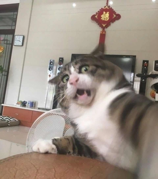 meme sợ hãi biểu cảm mạnh