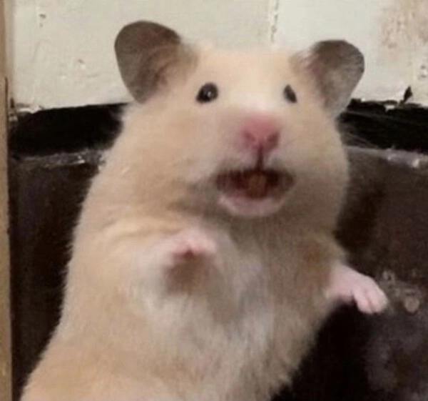meme sợ hãi chuột con