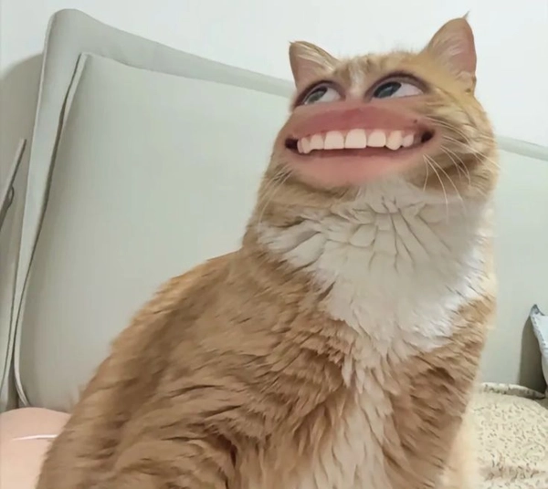 meme sợ hãi dễ thương