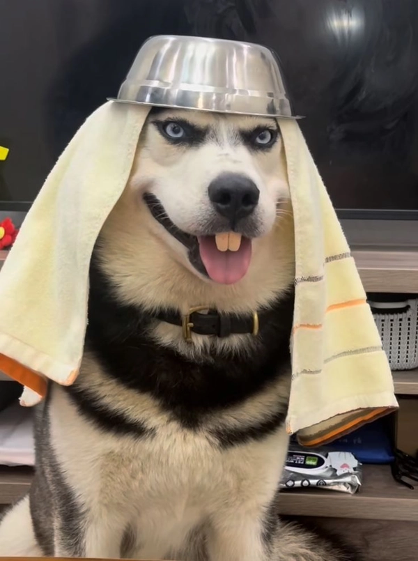 meme sợ hãi động vật