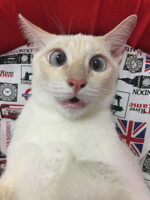meme sợ hãi hài hước