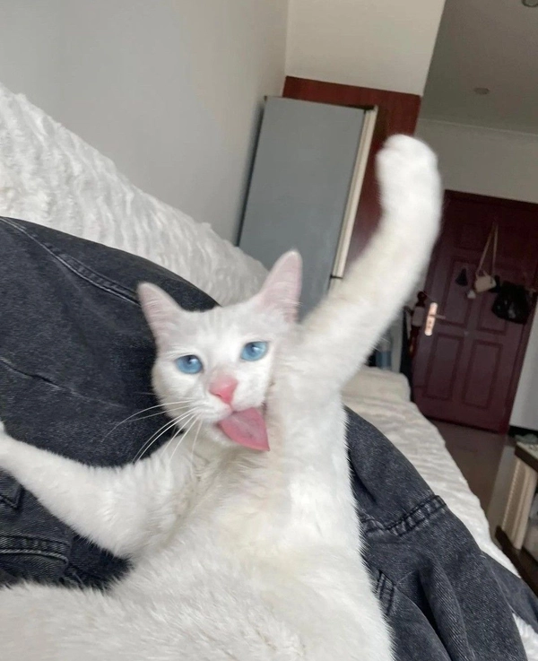 meme sợ hãi hoảng loạn