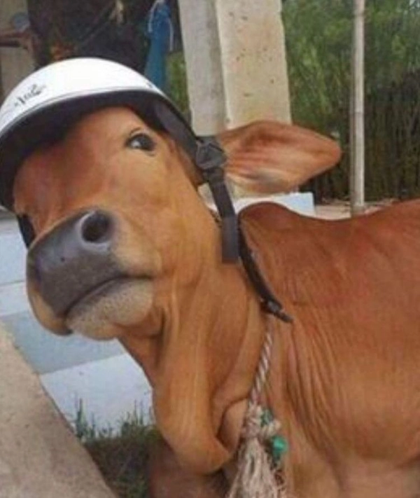 meme sợ hãi ngơ ngác