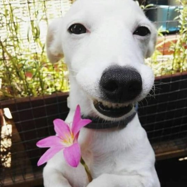 meme tặng hoa bất ngờ