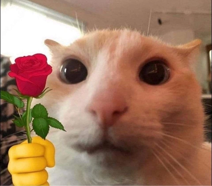 meme tặng hoa icon