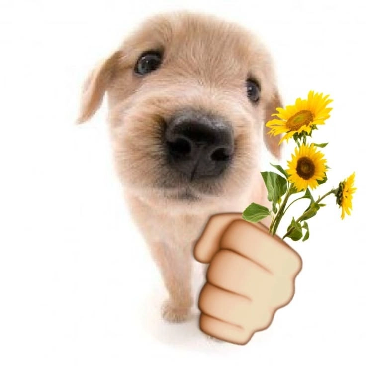 meme tặng hoa vừa lãng mạn vừa hài hước siêu cute