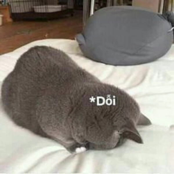 meme tình yêu yêu dỗi