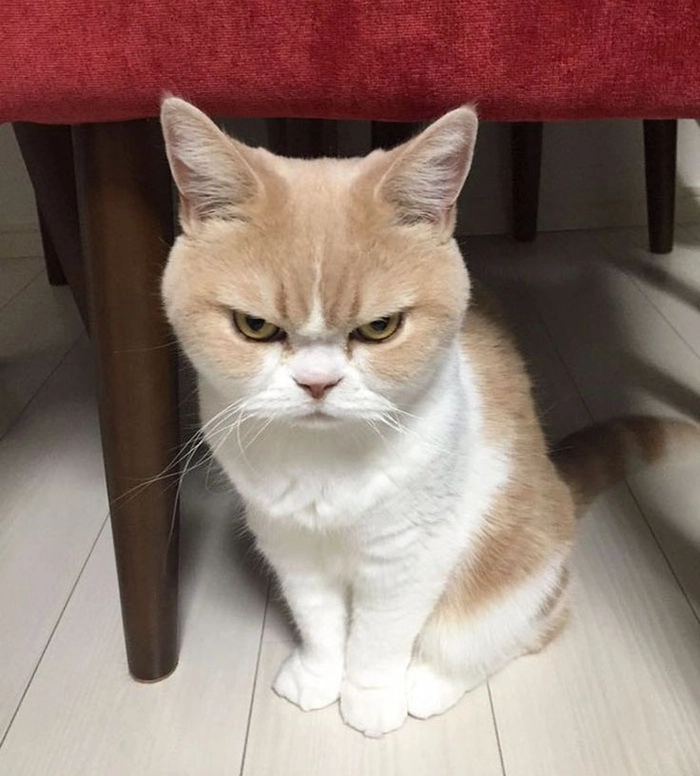 meme tức giận hài