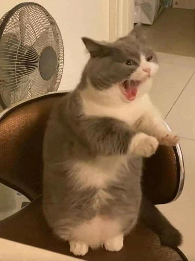 meme tức giận mèo