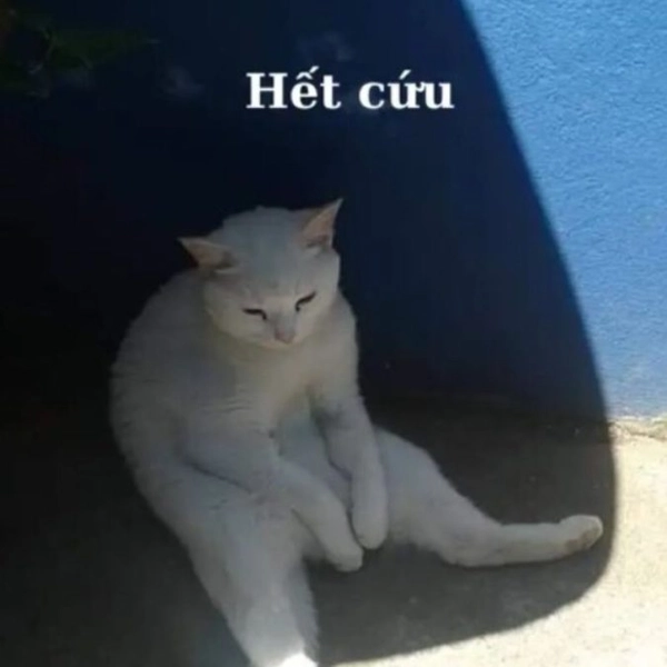 meme tuyệt vọng
