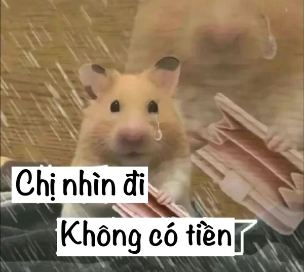 meme ví hết tiền