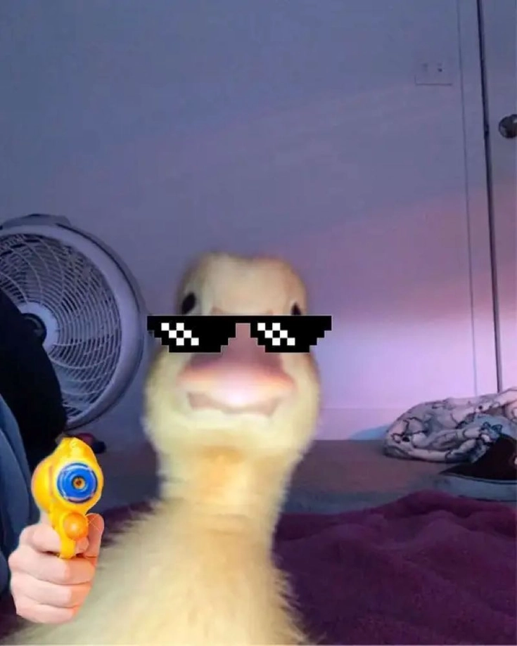 meme vịt cầm súng