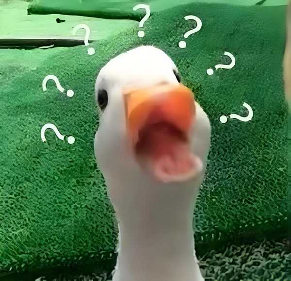 meme vịt troll hỏi chấm