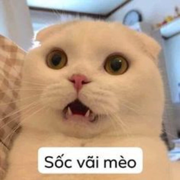 meme vô tri ảnh chế