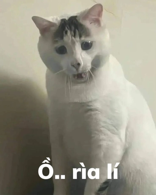 meme vô tri đáng yêu cute