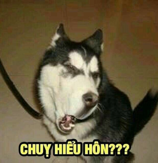 meme vô tri lạnh lùng