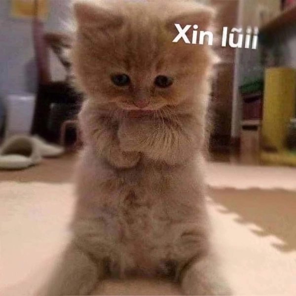 meme xin lỗi buồn cười
