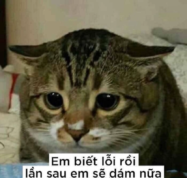 meme xin lỗi con gái