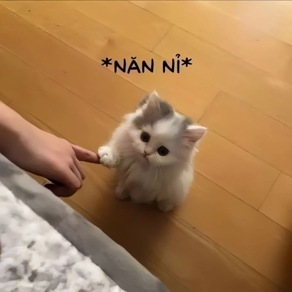 meme xin lỗi con trai