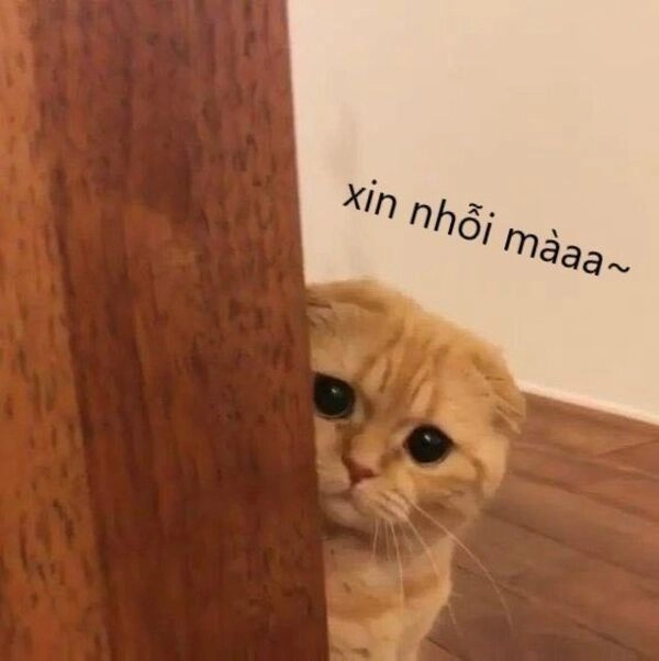 meme xin lỗi crush