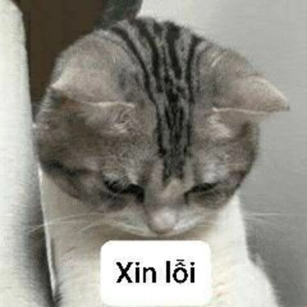 meme xin lỗi người yêu cute