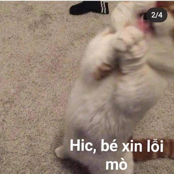 meme xin lỗi người yêu