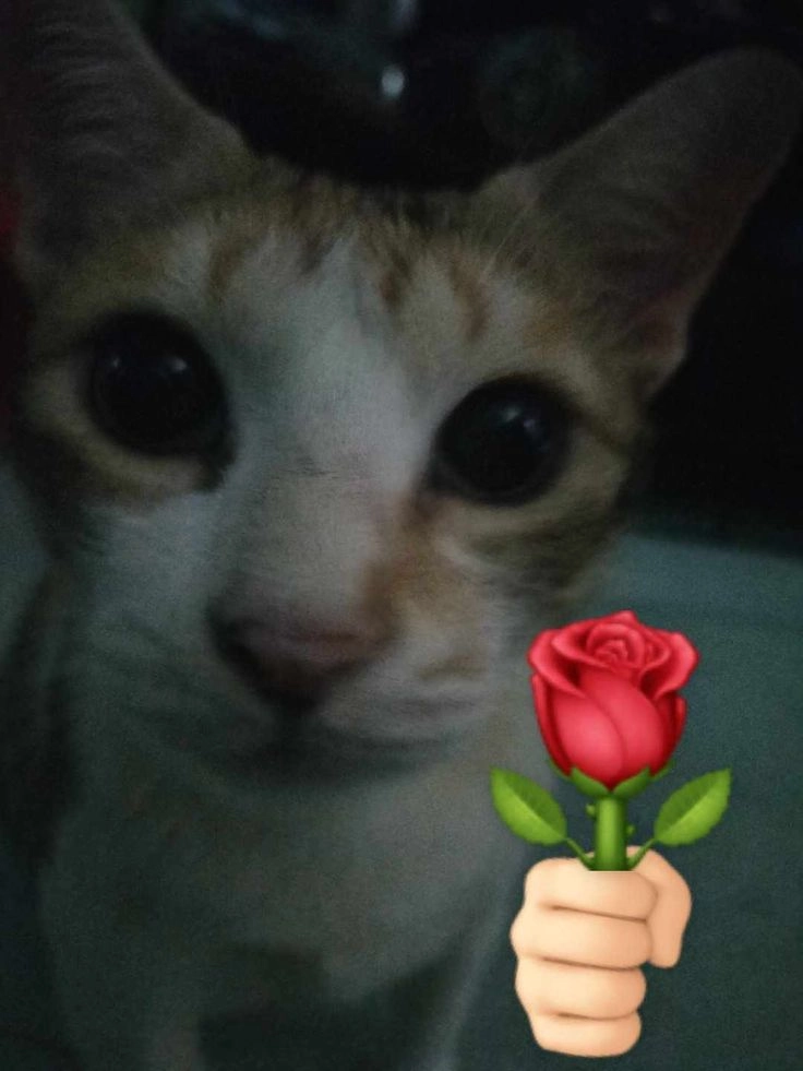 mèo meme tặng hoa