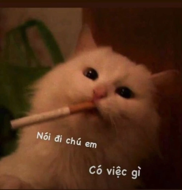 mèo vô tri meme