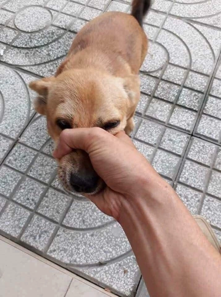 óc chó meme buồn