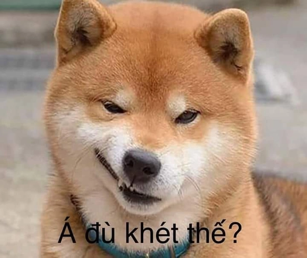 shiba á đù khét thế