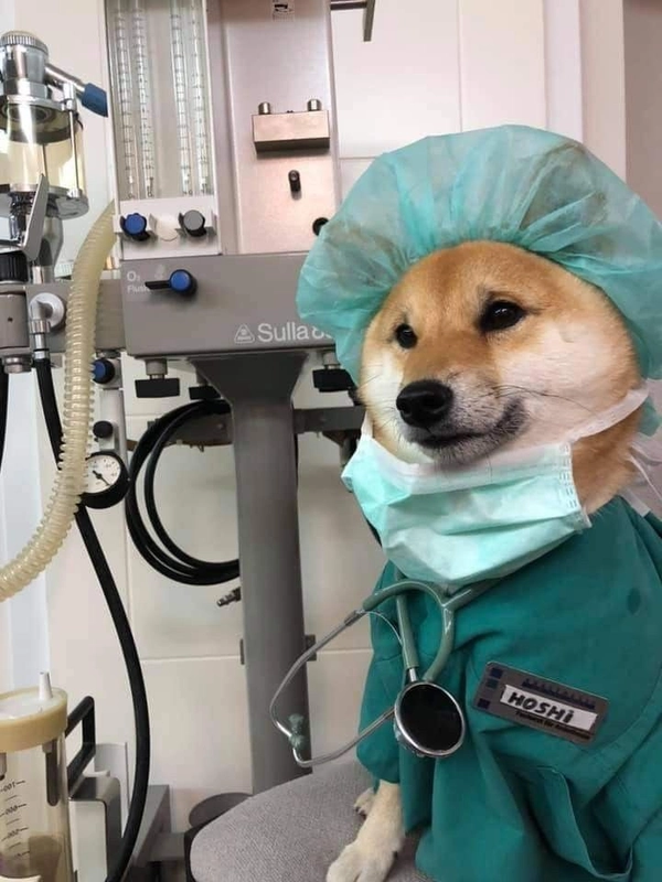 shiba bác sĩ phẫu thuật