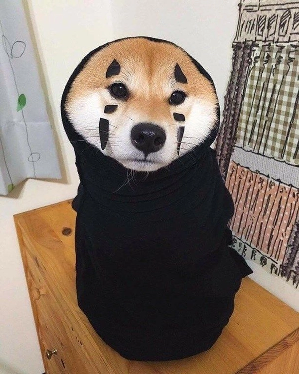shiba bọc chăn kén