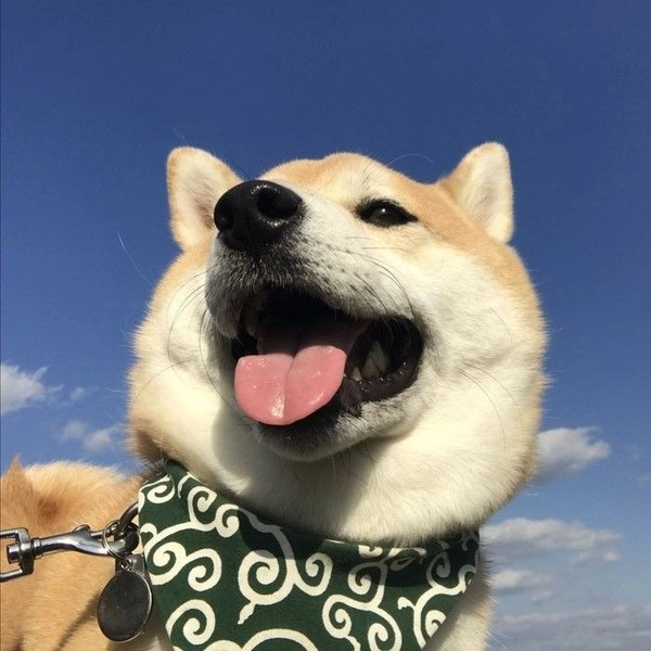 shiba cắt tóc salon