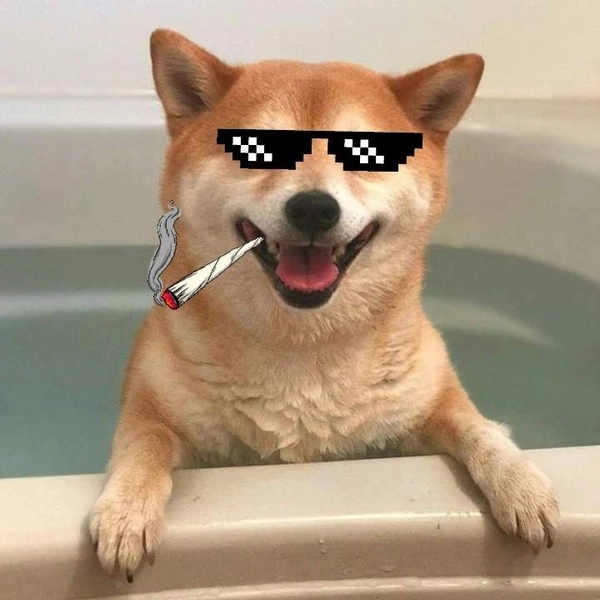 shiba đeo kính ngầu