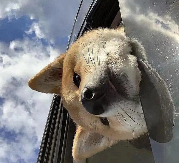 shiba góc nghiêng cực đỉnh
