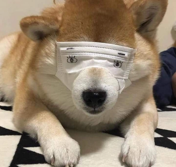 shiba kính phi công