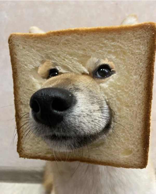 shiba mặt bánh mì