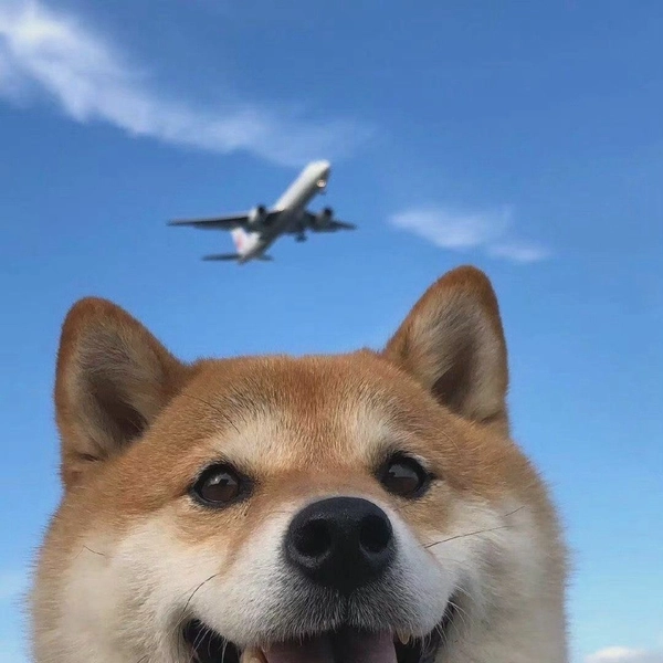 shiba máy bay trên trời