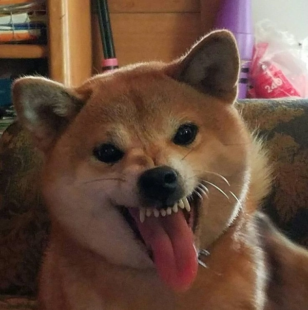 shiba nhìn nghiêm túc