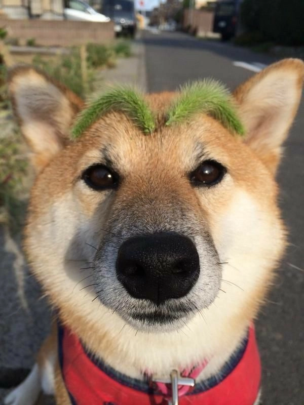 shiba nhuộm tóc xanh