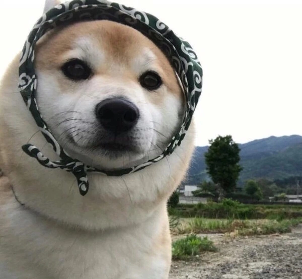 shiba quàng khăn hoa