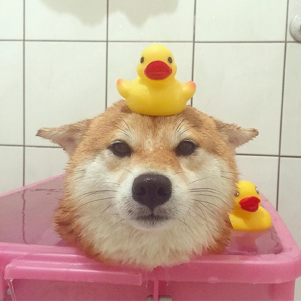 shiba tắm vịt vàng