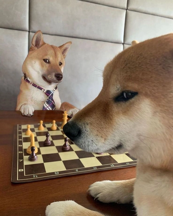 shiba thè lưỡi trêu