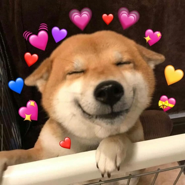 shiba tình yêu trái tim
