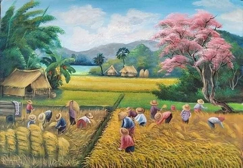 tranh vẽ ruộng lúa
